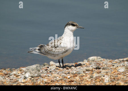 Brandseeschwalbe (Sterna Sandvicensis) Juvenile, stehend auf Verschachtelung Kolonie, Roggen-Hafen-Reserve, East Sussex, England, Juli Stockfoto
