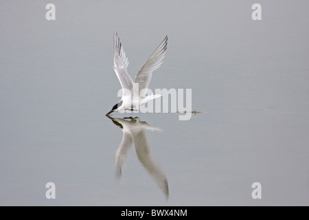 Brandseeschwalbe (Sterna Sandvicensis) Erwachsenen, während des Fluges, trinken, Minsmere RSPB Reserve, Suffolk, England, Juli Stockfoto