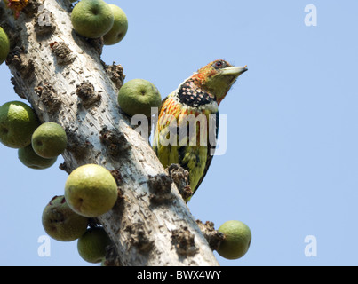 Crested Barbet Trachyphonus Vaillantii Krüger Nationalpark in Südafrika Stockfoto