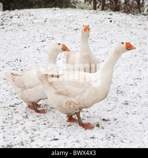 Weiße Hausgänse Embden oder Bremen Gans, im Schnee, Hampshire, England, Vereinigtes Königreich. Stockfoto