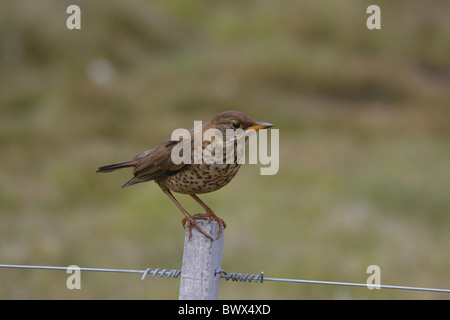 Falkland-Drossel (Turdus Falcklandii) Juvenile gehockt Zaunpfahl, Falkland-Inseln Stockfoto