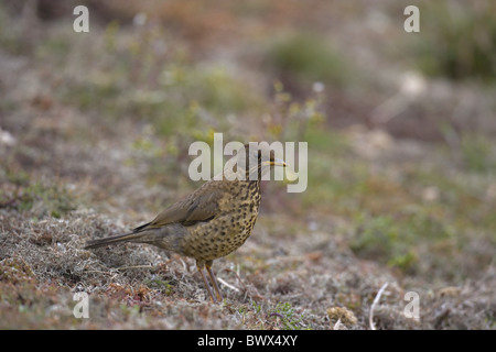 Falkland-Drossel (Turdus F. Falcklandii) Juvenile, stehend, Falkland-Inseln Stockfoto