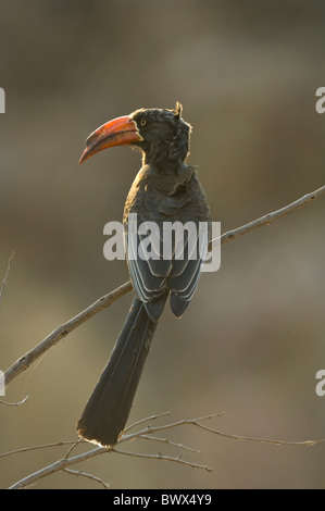 Gekröntes Hornbill Tockus Alboterminatus Krüger Nationalpark in Südafrika Stockfoto