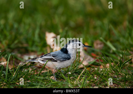 Östlichen Arten weißer-breasted Kleiber Fütterung in Grasgrün Stockfoto