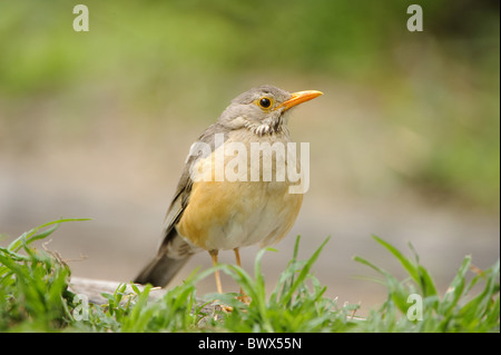 Olive Thrush (Turdus Olivaceus) Erwachsenen, stehend auf Holz, Kwando, Linyanti, Botswana Stockfoto