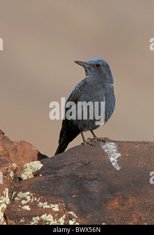 Blauer Rock-Soor (Monticola Solitarius Solitarius) unreif männlich, erste Sommer Gefieder, Flügel und Beine dehnen, Atlas-Gebirge Stockfoto