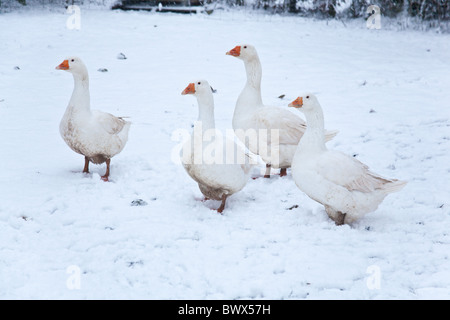 Weiße Hausgänse Embden oder Bremen Gans, im Schnee, Hampshire, England, Vereinigtes Königreich. Stockfoto