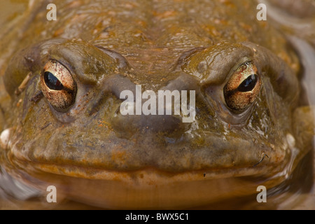 Sonoran Wüste Kröte Bufo Alvarius Arizona Stockfoto