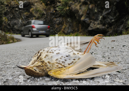 Singdrossel (Turdus Philomelos) Erwachsenen, tot, getötet auf Straße, Italien Stockfoto