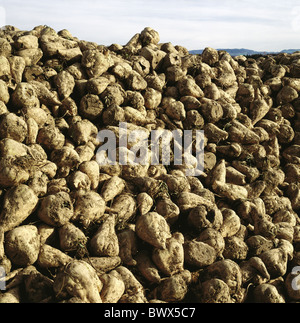 Haufen Landwirtschaft Acherbau Zuckerrüben Pfähle große Mengen Stockfoto