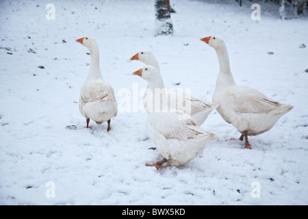 Weiße Hausgänse Embden oder Bremen Gans, im Schnee, Hampshire, England, Vereinigtes Königreich. Stockfoto