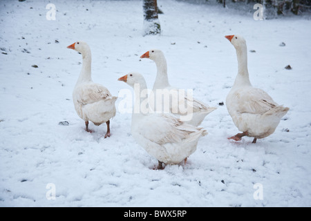 Weiße Hausgänse Embden oder Bremen Gans, im Schnee, Hampshire, England, Vereinigtes Königreich. Stockfoto