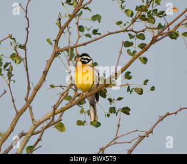 Golden-Breasted Bunting Emberiza Flaviventris Krüger Nationalpark in Südafrika Stockfoto