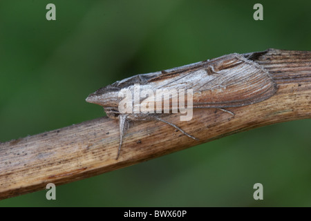 Tier Motten Motten Lepidoptera Insekt Insekten Wirbellose Wirbellosen Arthropoden Gliederfüßer Tierwelt Natur Europa Stockfoto