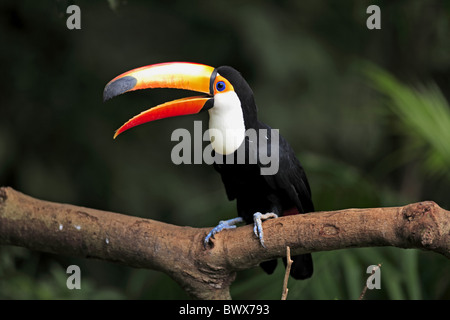 Riesentukan (Ramphastos Toco) Erwachsenen, thront auf Zweig, Aufruf, Pantanal, Mato Grosso, Brasilien Stockfoto