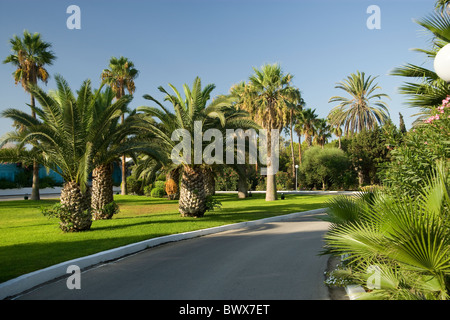 Palmen im Club Mediterranee Resort in Nabeul Tunesien Stockfoto