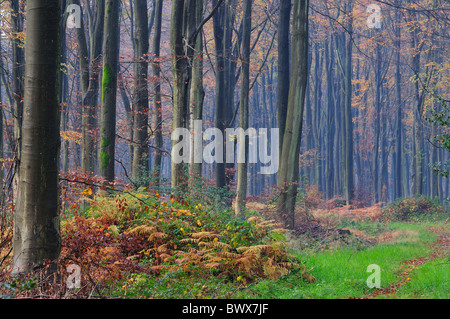 West-Wald, in der Nähe von Marlborough, Wiltshire, zeigt Buche Bäume im Nebel UK November 2010 Stockfoto