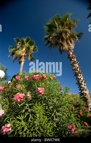 Palmen im Club Mediterranee Resort in Nabeul Tunesien Stockfoto