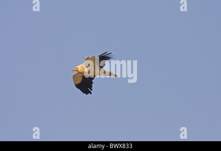 Kanarischer Schmutzgeier (Neophron Percnopterus Majorensis) Erwachsene im Flug, Fuerteventura, Kanarische Inseln Stockfoto