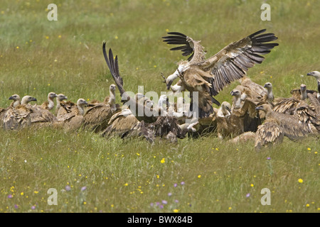 Eurasische Gänsegeier (abgeschottet Fulvus) Erwachsene, Gruppe, Fütterung und kämpfen an der Schlachtkörper, Extremadura, Spanien, kann Stockfoto