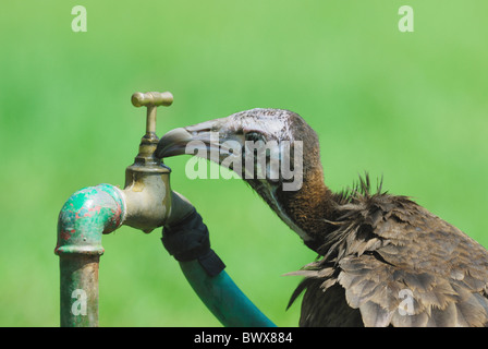 Mit Kapuze Geier (Necrosyrtes Monachus) unreif, trinken aus undichten Wasserhahn im Resort, Gambia, april Stockfoto