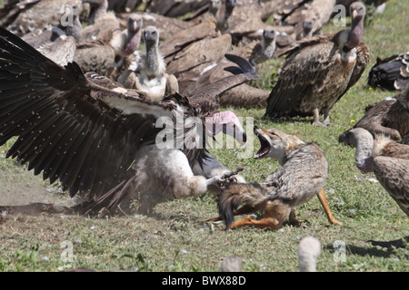 Ohrengeier konfrontiert Geier (Torgos Tracheliotus) Erwachsenen, Verteidigung der Karkasse, angreifen, Goldschakal (Canis Aureus), Nduthu, Serengeti, Stockfoto