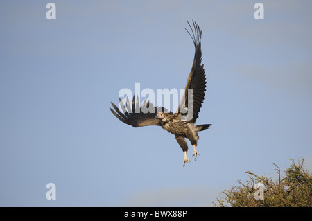 Ohrengeier konfrontiert Geier (Torgos Tracheliotus) Erwachsenen, während des Fluges, vom Baum, Masai Mara, Kenia Stockfoto