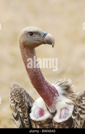 Rueppell der Gänsegeier (abgeschottet Rueppellii) Erwachsenen, close-up von Kopf und Hals in Savanne, Masai Mara Nationalpark, Kenia, Januar Stockfoto