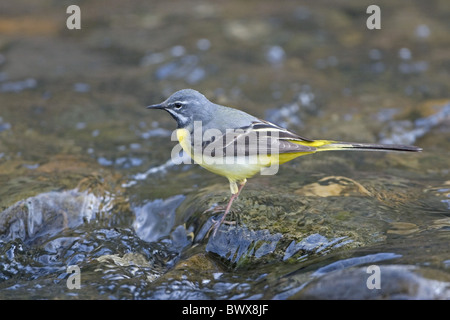 Graue Bachstelze (Montacilla Cinerea) Männchen, auf Felsen in schnell fließenden Fluss, England, april Stockfoto