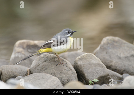 Graue Bachstelze (Montacilla Cinerea) Männchen, stehend auf Steinen im Bach, Teesdale, County Durham, England Stockfoto
