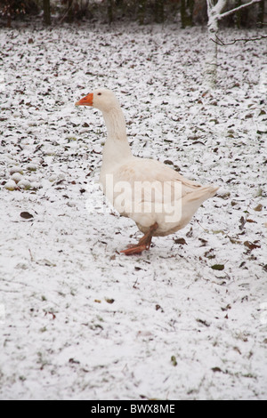 Weiße Hausgänse Embden oder Bremen Gans, im Schnee, Hampshire, England, Vereinigtes Königreich. Stockfoto