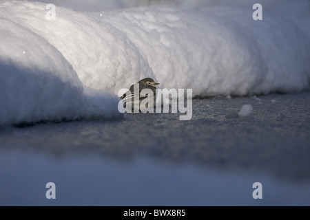 Trauerschnäpper Bachstelze Motacilla Alba yarrellii Stockfoto