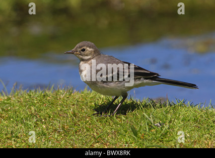 Trauerschnäpper Bachstelze (Motacilla Alba Yarrellii) Jugendkriminalität, kann stehend auf dem Rasen am Rand des Teiches, Norfolk, England, Stockfoto