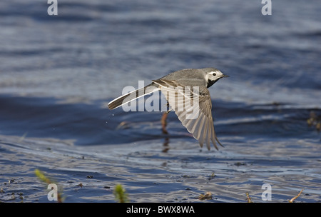 Bachstelze (Motacilla Alba Alba) Erwachsene, im Flug über Wasser, Varangerfjord, Finnmark, Norwegen Stockfoto
