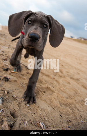 Wunderschöne Deutsche Dogge Welpe am Strand Stockfoto