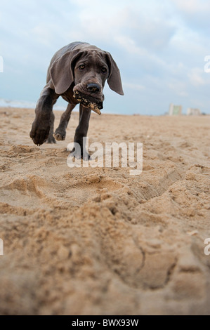 Wunderschöne Deutsche Dogge Welpe am Strand Stockfoto