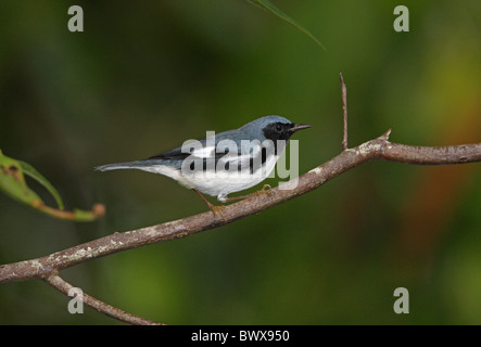 Black-throated blaue Grasmücke (Dendroica Caerulescens) Männchen, thront auf Zweig, Marshalls Stift, Jamaika, november Stockfoto