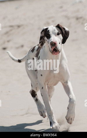 Schöne Great Dane am Strand Stockfoto