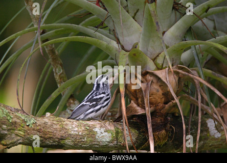 Schwarz-weiß-Grasmücke (Mniotilta Varia) Männchen, Fütterung bei Bromelien, Marshalls Stift, Jamaika, november Stockfoto