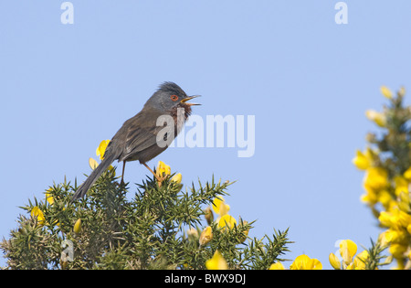 Dartford Warbler (Sylvia Undata) Männchen, singen, gehockt Stechginster, Surrey, England Stockfoto