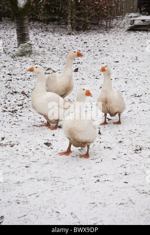 Weiße Hausgänse Embden oder Bremen Gans, im Schnee, Hampshire, England, Vereinigtes Königreich. Stockfoto