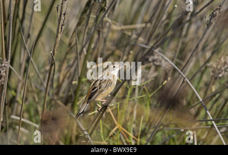 Fan-tailed Warbler (Cistensänger kommt) Erwachsenen, thront auf Rush Stamm, Spanien Stockfoto