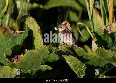 Fan-tailed Warbler (Cistensänger kommt Cistensänger) Erwachsenen, mit Nistmaterial im Schnabel, thront auf Blatt, Marokko, april Stockfoto