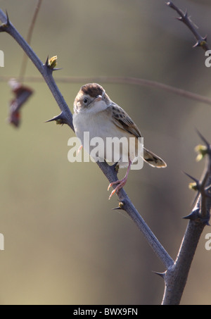 Fan-tailed Warbler (Cistensänger kommt Tinnabulans) Erwachsenen, thront auf dornigen Zweig, Beidaihe, Hebei, China, kann Stockfoto