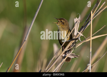 Grasshopper Warbler (Locustella Naevia Straminea) Männchen singen, thront auf Reed, Provinz Aqmola, Kasachstan, Juni Stockfoto