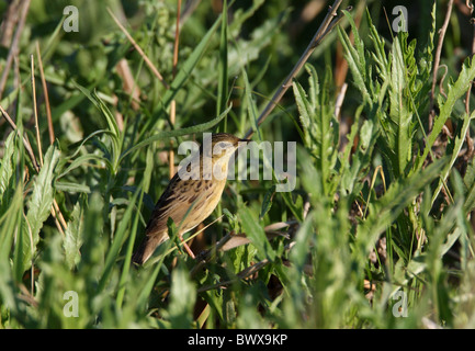 Grasshopper Warbler (Locustella Naevia Straminea) Erwachsene, thront in schilfige Graben, Provinz Aqmola, Kasachstan, Juni Stockfoto