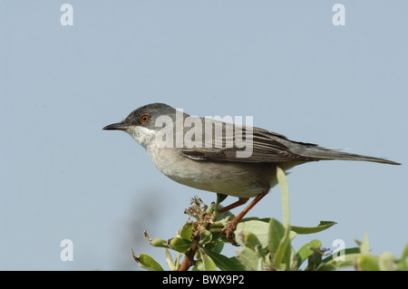 Ruppell Grasmücke (Sylvia Rueppelli) Erwachsenfrau, thront auf Bush, Lesbos, Griechenland, april Stockfoto