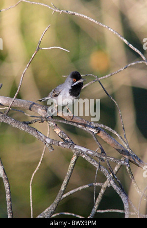 Ruppell Grasmücke (Sylvia Rueppelli) Männchen singen, thront auf Zweig, Marmaris, Provinz Mugla, Türkei, april Stockfoto