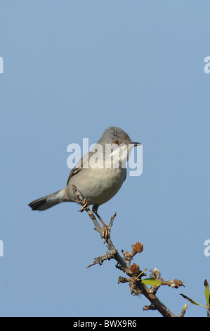 Ruppell Grasmücke (Sylvia Rueppelli) Erwachsenfrau, Alarm, thront auf Zweig, Lesbos, Griechenland, april Stockfoto