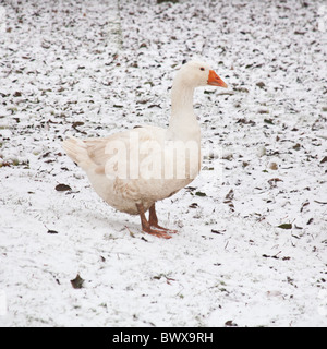 Weiße Hausgänse Embden oder Bremen Gans, im Schnee, Hampshire, England, Vereinigtes Königreich. Stockfoto